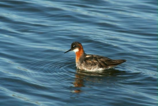 Red-necked Phalarope, Olafsvik, Iceland